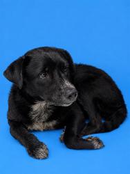 Shelter Stray Male Dog last seen Near BLOCK NW 140TH TER, 3599 NW 79th Ave, Doral, FL 33122, USA