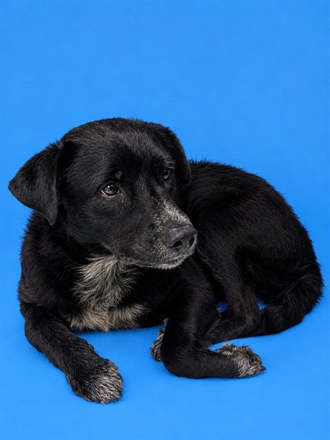 Shelter Stray Male Dog last seen Near BLOCK NW 140TH TER, 3599 NW 79th Ave, Doral, FL 33122, USA