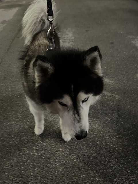 Shelter Stray Male Dog last seen Near BLOCK W 78TH RD, 3599 NW 79th Ave, Doral, FL 33122, USA