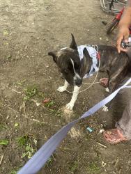 Lost Female Dog last seen Winsor stadium, Pontiac, MI 48342
