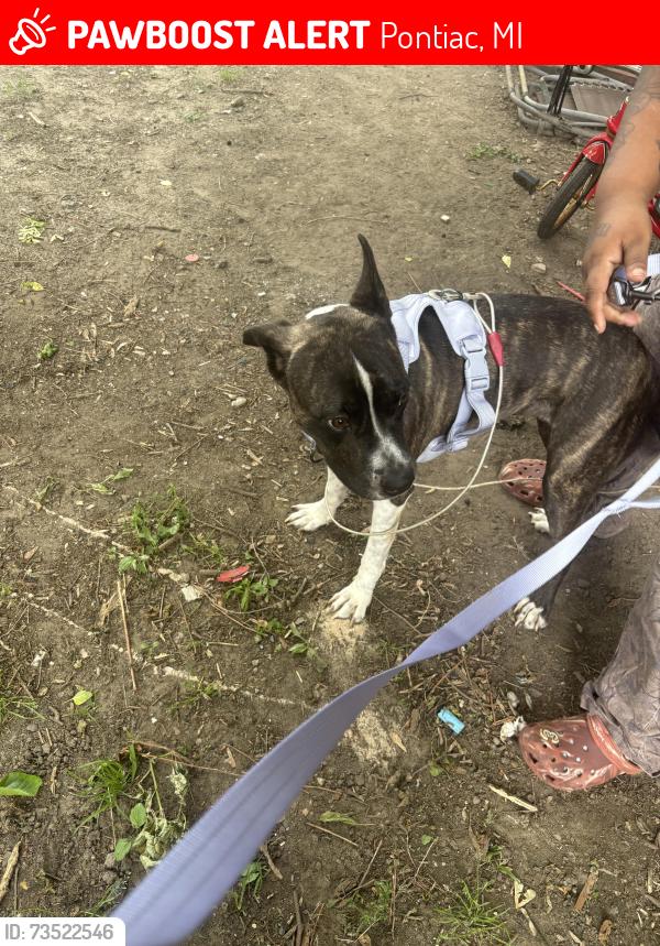 Lost Female Dog last seen Winsor stadium, Pontiac, MI 48342