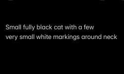 Found/Stray Unknown Cat last seen On E Hendron Chapel Rd, right in between Tina Ln and Burnell Ln, Knoxville, TN 37920
