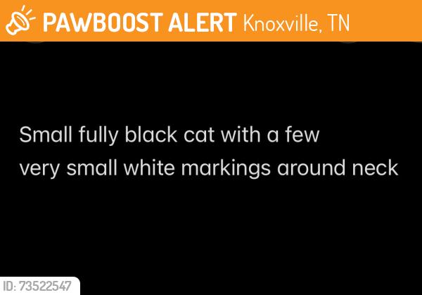 Found/Stray Unknown Cat last seen On E Hendron Chapel Rd, right in between Tina Ln and Burnell Ln, Knoxville, TN 37920