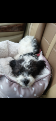 Lost Male Dog last seen 35th St Newport News Virginia, Newport News, VA 23607
