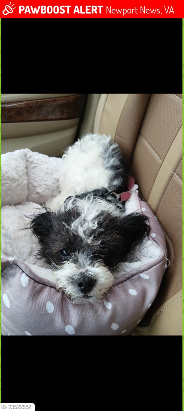 Lost Male Dog last seen 35th St Newport News Virginia, Newport News, VA 23607