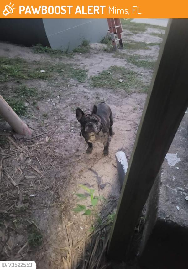 Found/Stray Unknown Dog last seen Northgate mobile home park, Mims, FL 32754
