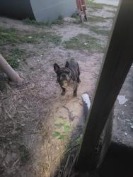 Found/Stray Unknown Dog last seen Northgate mobile home park, Mims, FL 32754