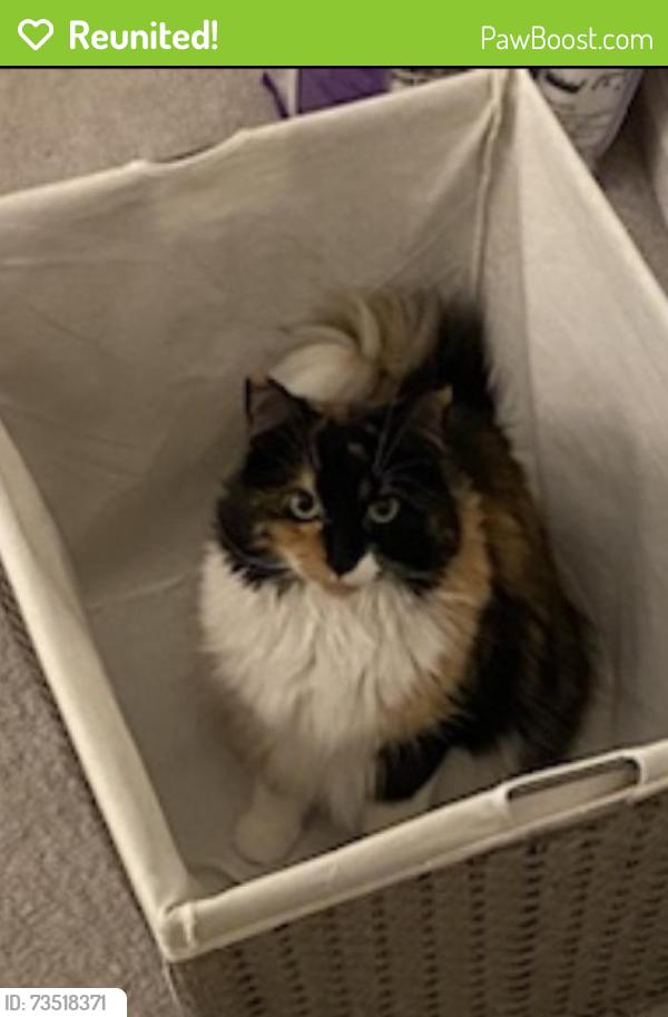 Reunited Female Cat last seen Franklin Farm, Herndon, VA 20171