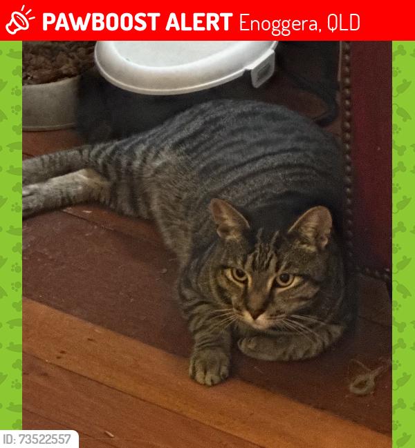Lost Male Cat last seen Browns Dip Road, Enoggera, QLD 4051