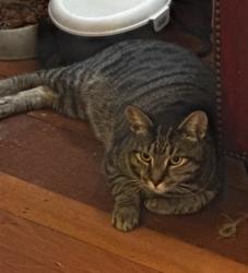 Lost Male Cat last seen Browns Dip Road, Enoggera, QLD 4051
