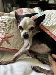 Lost Male Dog last seen Cascade Inverness highlands, Inverness Highlands South, FL 34452