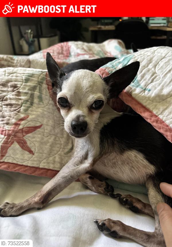 Lost Male Dog last seen Cascade Inverness highlands, Inverness Highlands South, FL 34452