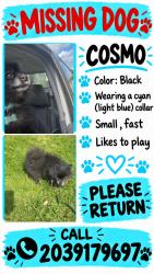 Lost Male Dog last seen 27B James st, Danbury, CT 06810