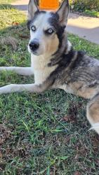 Found/Stray Female Dog last seen College and Anderson, Guthrie, OK 73044