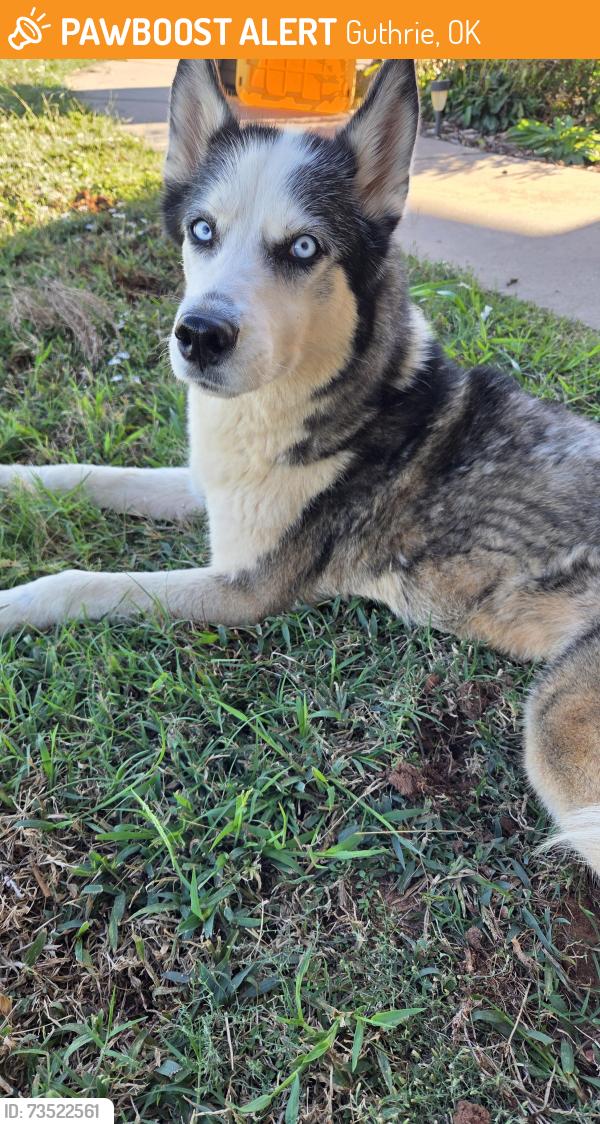 Found/Stray Female Dog last seen College and Anderson, Guthrie, OK 73044
