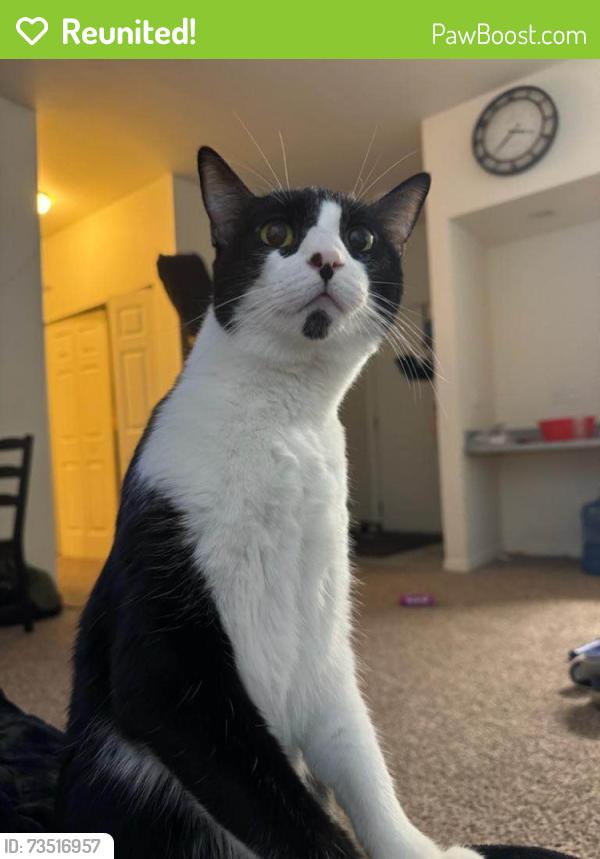Reunited Female Cat last seen Near N Hudson St, Portland, OR 97203