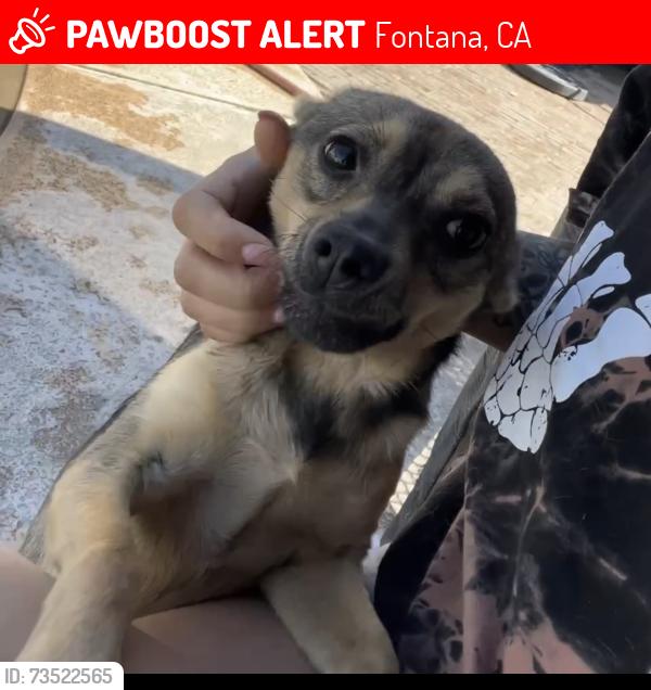 Lost Female Dog last seen Randall Ave, Fontana, CA 92335