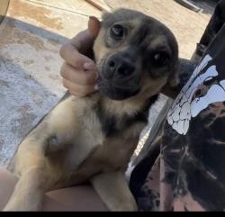 Lost Female Dog last seen Randall Ave, Fontana, CA 92335