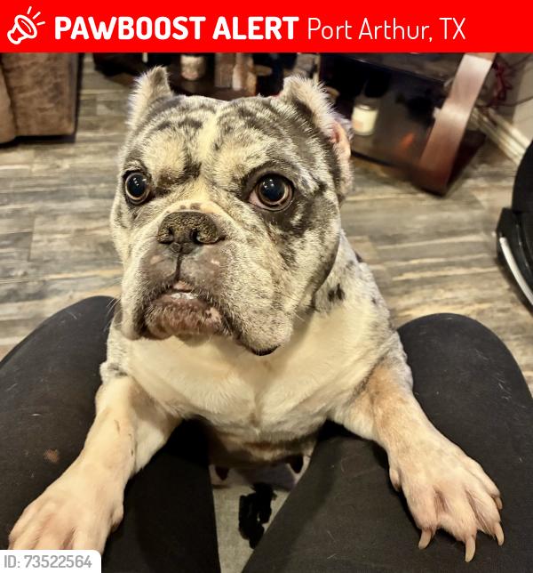 Lost Female Dog last seen 7th street, Port Arthur, TX 77640