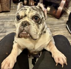 Lost Female Dog last seen 7th street, Port Arthur, TX 77640