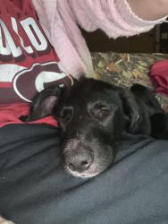 Reunited Male Dog last seen Ross rd, Barrow County, GA 30680