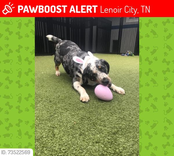 Lost Male Dog last seen Highway 321, Lenoir City, TN 37772