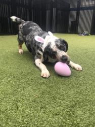 Lost Male Dog last seen Highway 321, Lenoir City, TN 37772