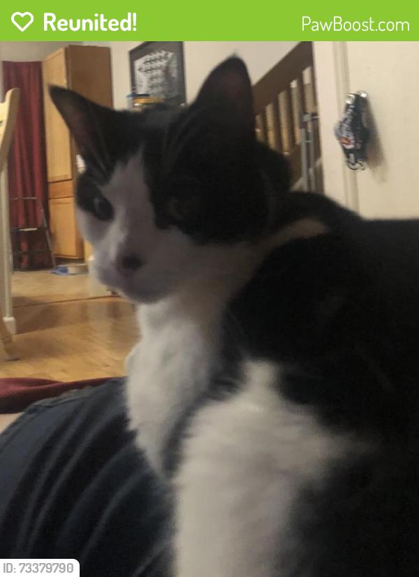 Reunited Female Cat last seen Deliverance and maverick, Colorado Springs, CO 80918