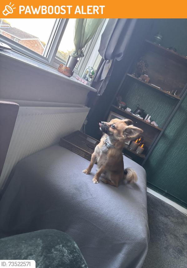 Found/Stray Male Dog last seen Hickman park, West Midlands, England WV14 0HF