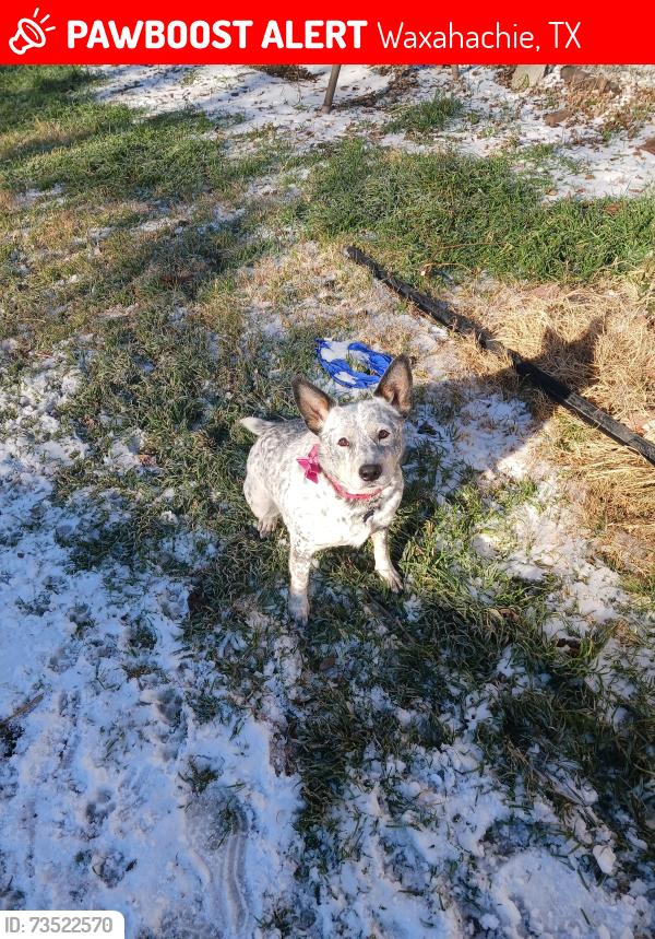 Lost Female Dog last seen Near S College St, Waxahachie, Waxahachie, TX 75165