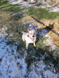 Lost Female Dog last seen Near S College St, Waxahachie, Waxahachie, TX 75165
