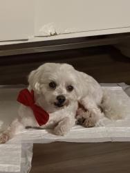 Lost Male Dog last seen Near E slaughter ln, Austin, TX 78747