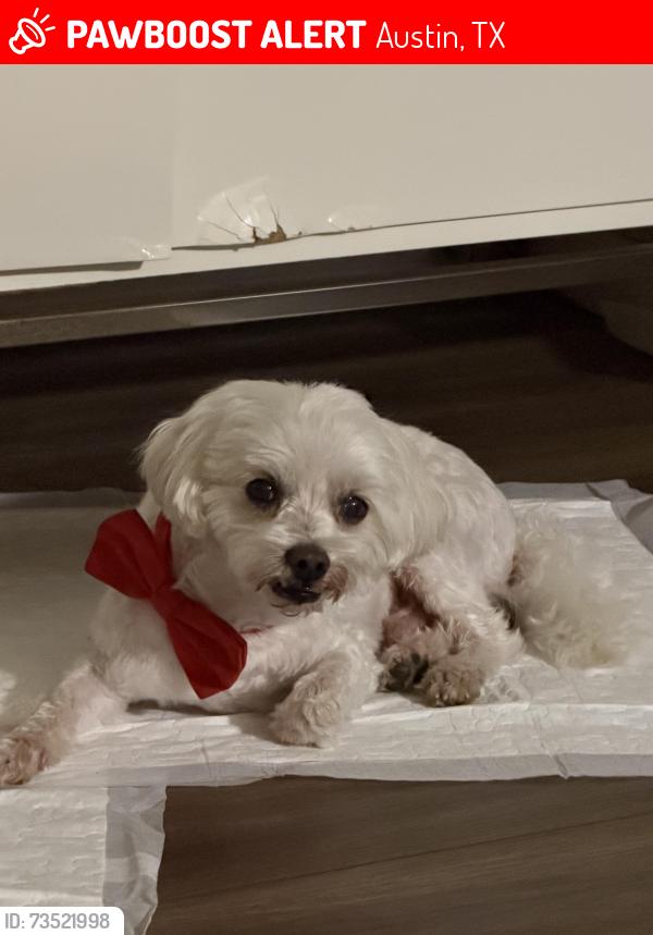 Lost Male Dog last seen Near E slaughter ln, Austin, TX 78747