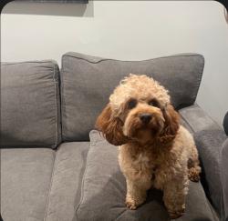 Reunited Male Dog last seen Schoenbeck Road, Prospect Heights, IL 60090