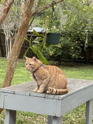 Lost Male Cat last seen Michigan and Dawley, Orlando, FL 32806