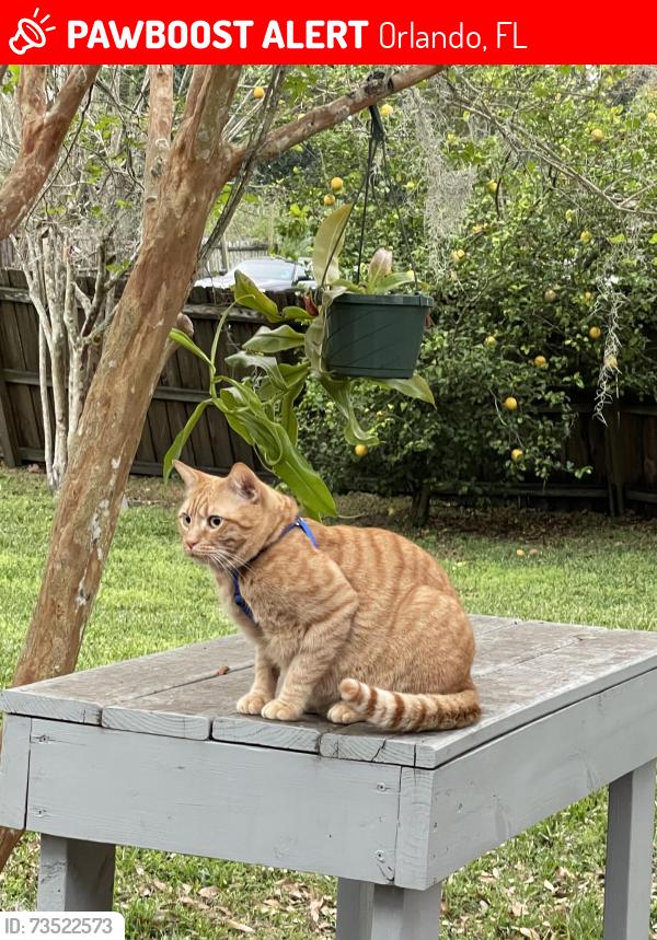 Lost Male Cat last seen Michigan and Dawley, Orlando, FL 32806