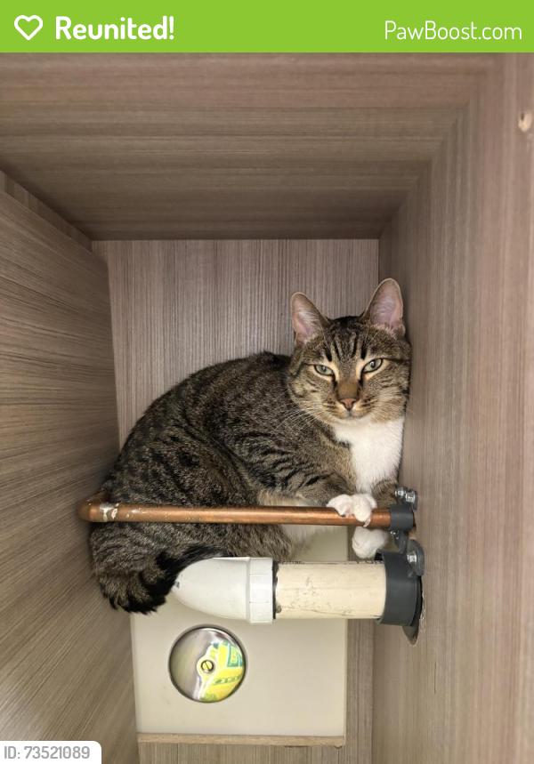 Reunited Male Cat last seen On Stephanie street at hunt club apmts, Tigard, OR 97224