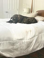 Lost Male Dog last seen East reeves bridge and Palestine rd, Linden, NC 28356