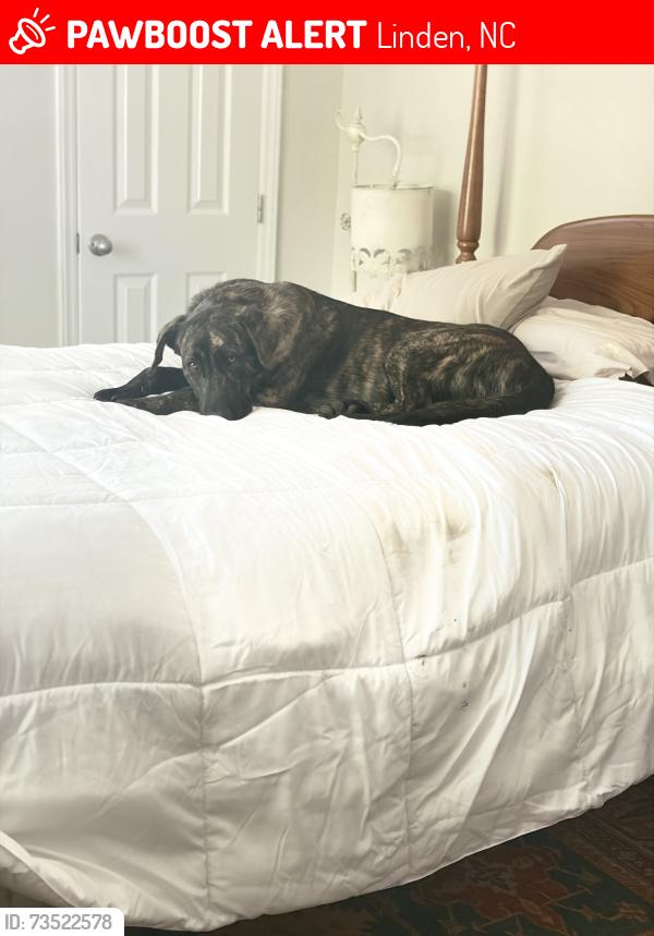 Lost Male Dog last seen East reeves bridge and Palestine rd, Linden, NC 28356