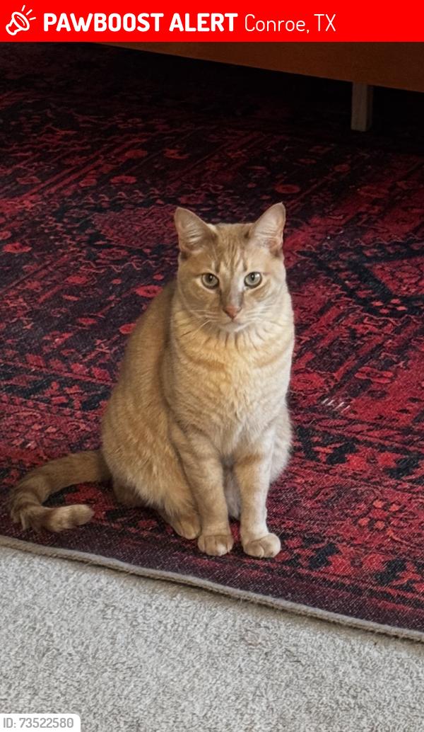 Lost Male Cat last seen Near S Loop / SH 105, Conroe, TX 77301