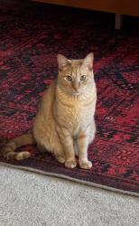 Lost Male Cat last seen Near S Loop / SH 105, Conroe, TX 77301