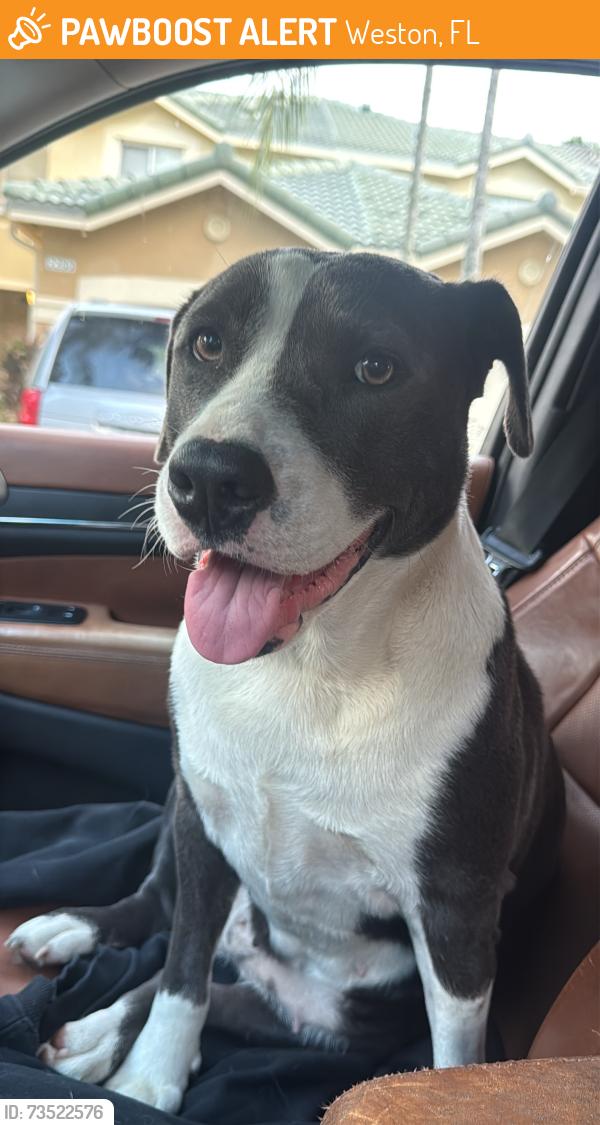 Found/Stray Female Dog last seen Exxon Mobil Gas Station on Indian Trace, Weston, FL 33326., Weston, FL 33326