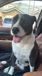 Found/Stray Female Dog last seen Exxon Mobil Gas Station on Indian Trace, Weston, FL 33326., Weston, FL 33326