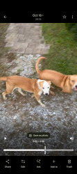 Found/Stray Unknown Dog last seen North Holly Street, Chattanooga, TN 37404