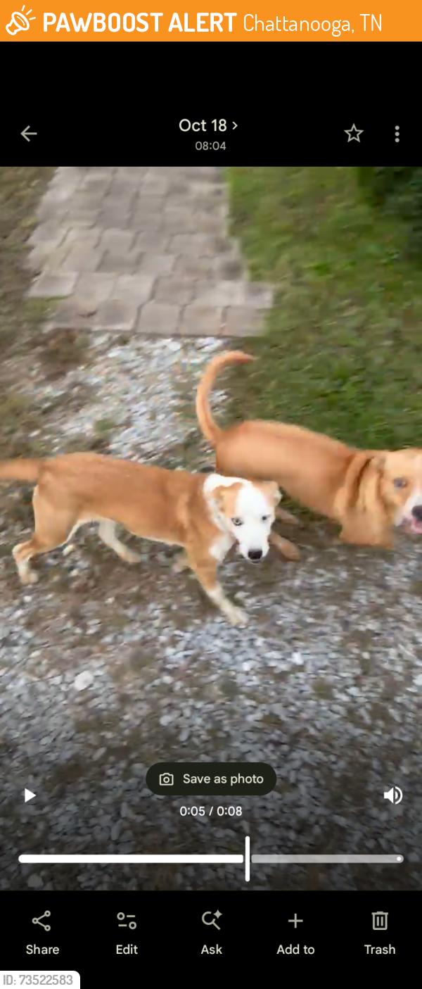 Found/Stray Unknown Dog last seen North Holly Street, Chattanooga, TN 37404