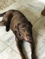 Lost Female Dog last seen Fort Foote Road and Oxon Hill Road, Fort Washington, MD 20744