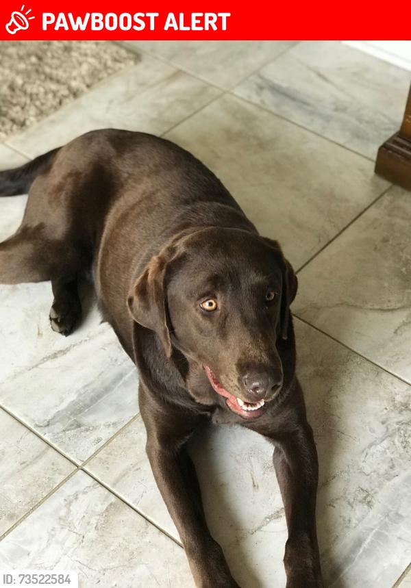 Lost Female Dog last seen Fort Foote Road and Oxon Hill Road, Fort Washington, MD 20744