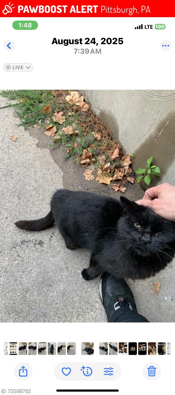 Lost Male Cat last seen Near Carnegie Street, Pittsburgh, PA 15201