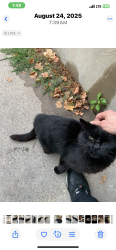Lost Male Cat last seen Near Carnegie Street, Pittsburgh, PA 15201