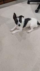 Reunited Female Dog last seen SE 8th Street & SE 24th Avenue, Cape Coral, FL 33990